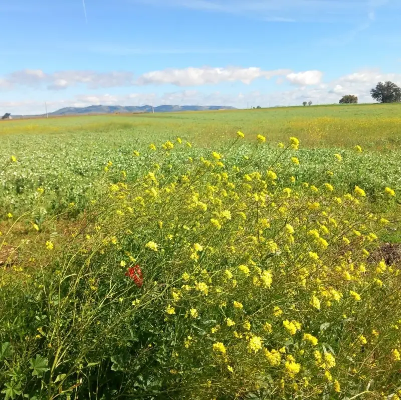 Campo de flores silvestres con la sierra de Madrid al fondo, cerca de Majadahonda