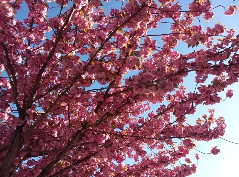 Cerezo en flor bajo un cielo azul, símbolo de renovación