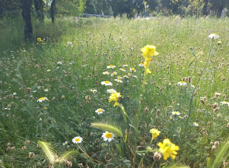 Pradera con margaritas y flores silvestres en el entorno natural de Majadahonda